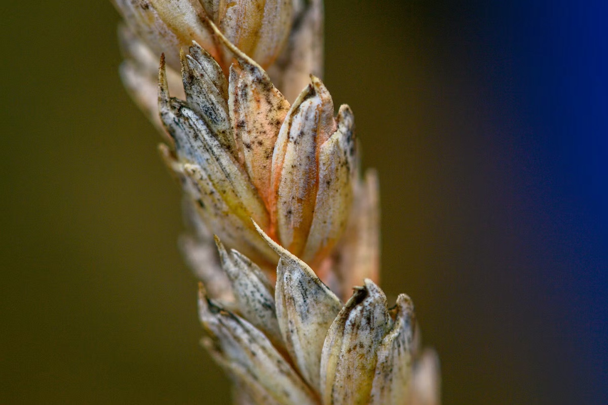 The deadly fungus Chinese scientists smuggled into the US