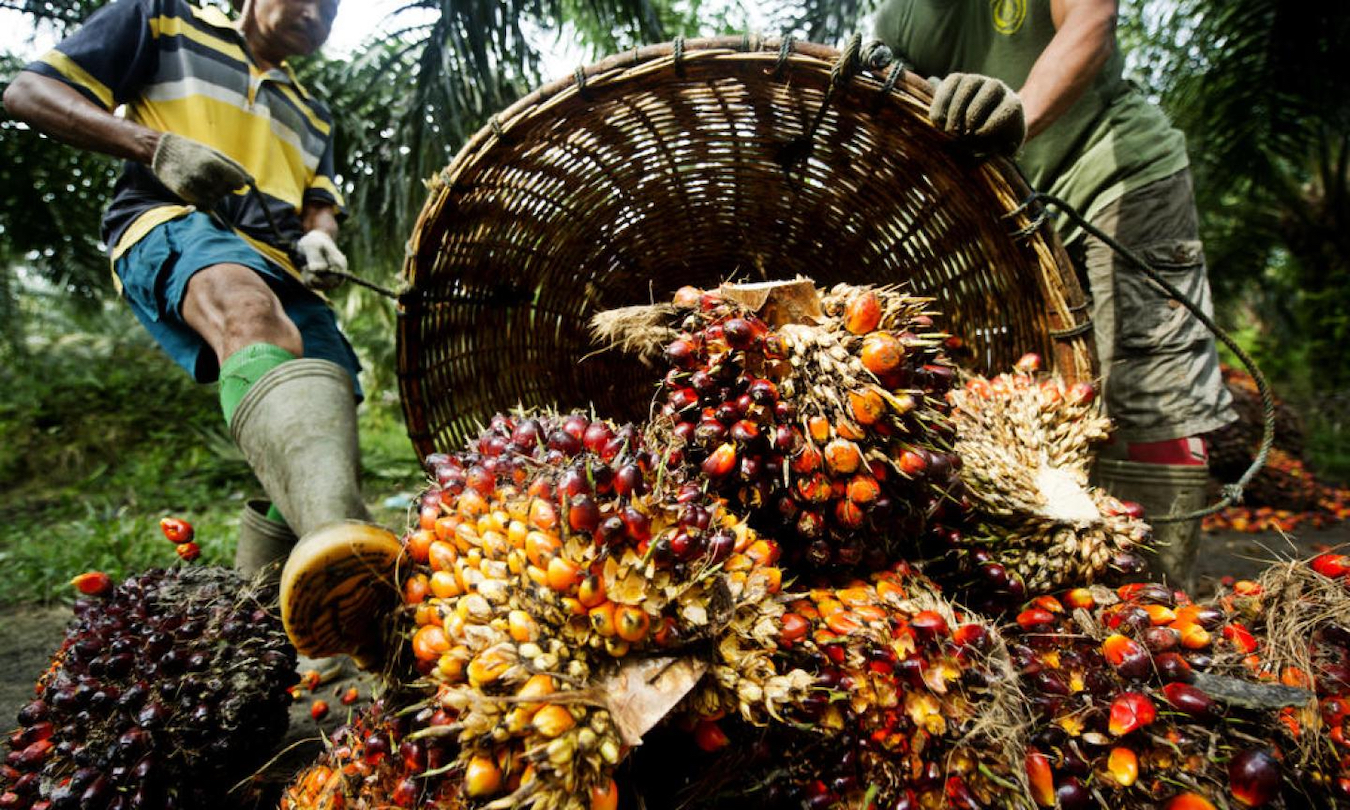 Indonesia’s palm oil power only as strong as its sustainability