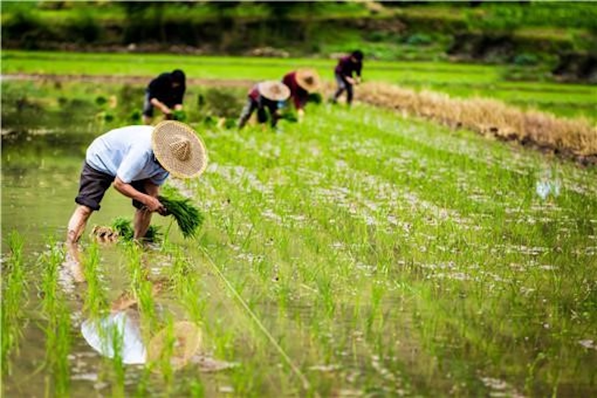 Riset Pertanian AS Anjlok 30%, China Melonjak Jadi Pemimpin — Ancaman Ketahanan Pangan Global?