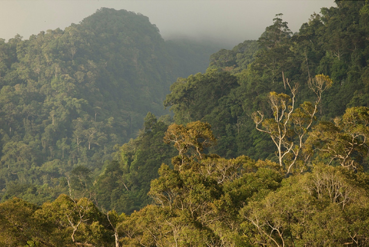 Indonesia Can Unite Global Forest Nations for Fair Climate Finance